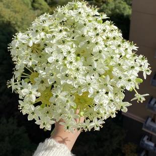 天鹅绒伯利恒之星种球虎眼万年青球茎多年生耐寒耐热阳台庭院花卉