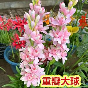 浓香型重瓣大球根晚香玉种球