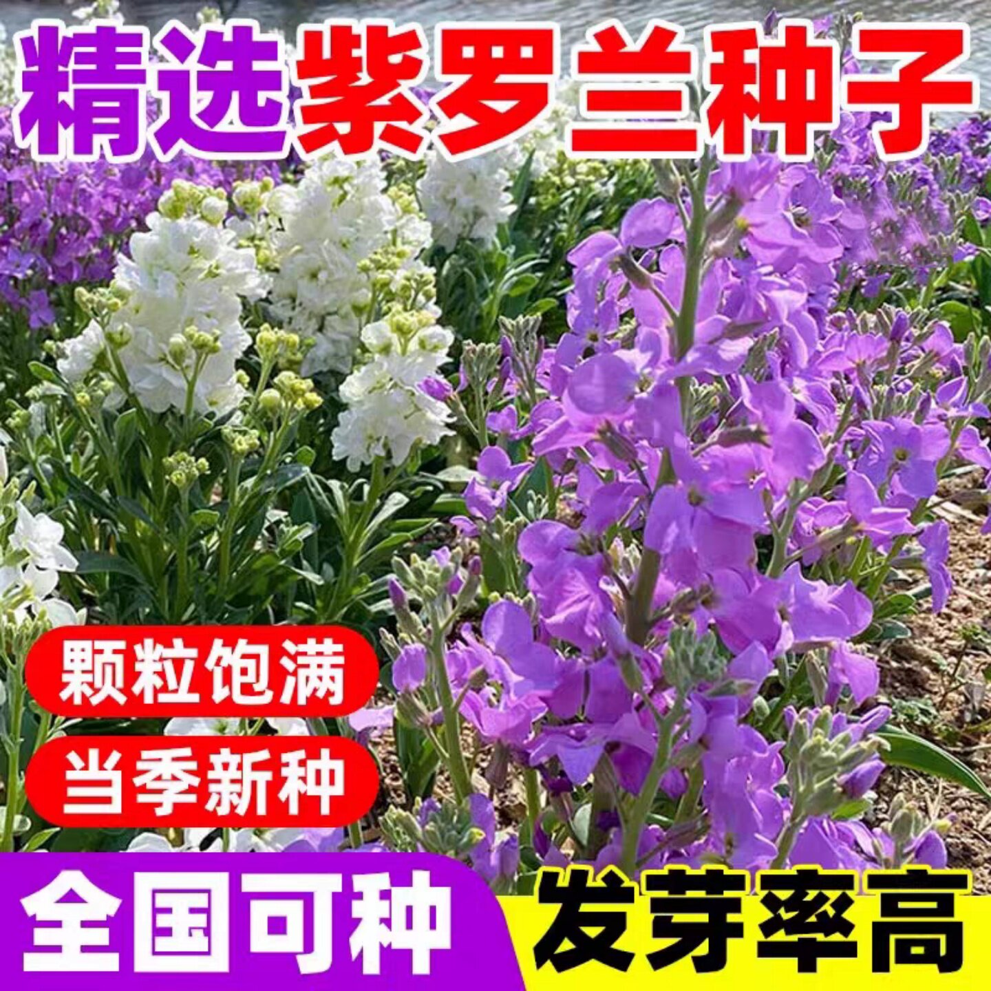 紫罗兰花种子籽四季播种开花芳香花卉室内外庭院阳台盆栽易活花籽