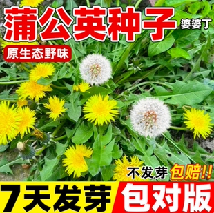 蒲公英种子可食用婆婆丁野菜植药用种籽四季阳台盆栽庭院蔬菜种孑
