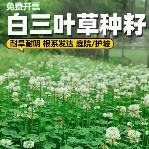 进口三叶草花种子白车轴草种籽果园绿肥四季播种开花绿化草坪草籽