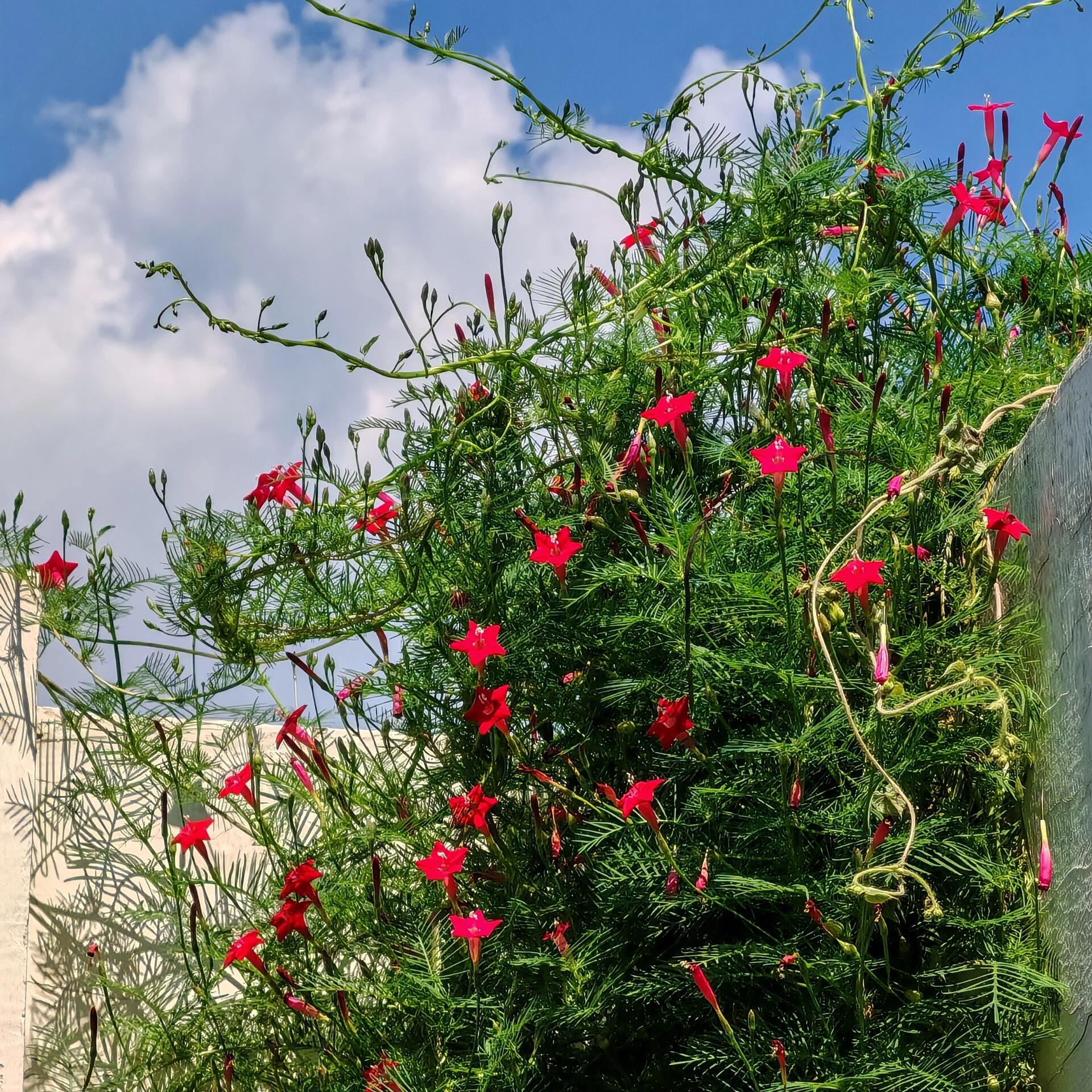 羽叶茑萝花种籽子四季播种开花庭院阳台盆栽爬藤花卉植物五角星花