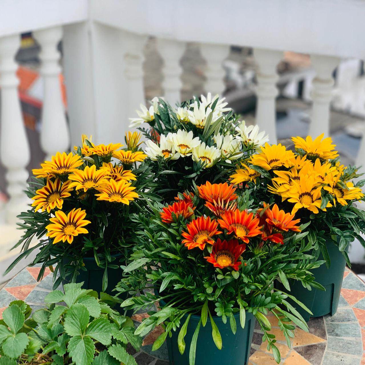 勋章菊花种籽子四季播种开花多年生花卉室内外庭院易活盆栽太阳花,鲜花速递/花卉仿真/绿植园艺,家庭园艺种子,淘宝优惠券,粉丝福利购,淘宝优惠卷