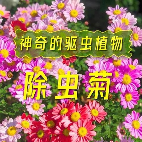 除虫菊种子防蚊驱虫草菊花种籽子