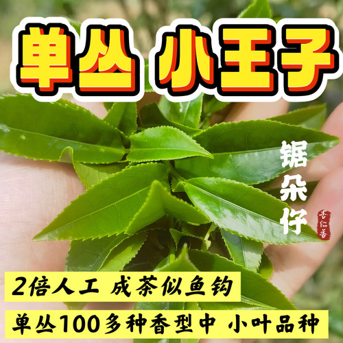 潮州凤凰单丛茶锯朵仔杏仁香鸭屎黄枝香乌岽杏仁香天池桥头锯朵仔