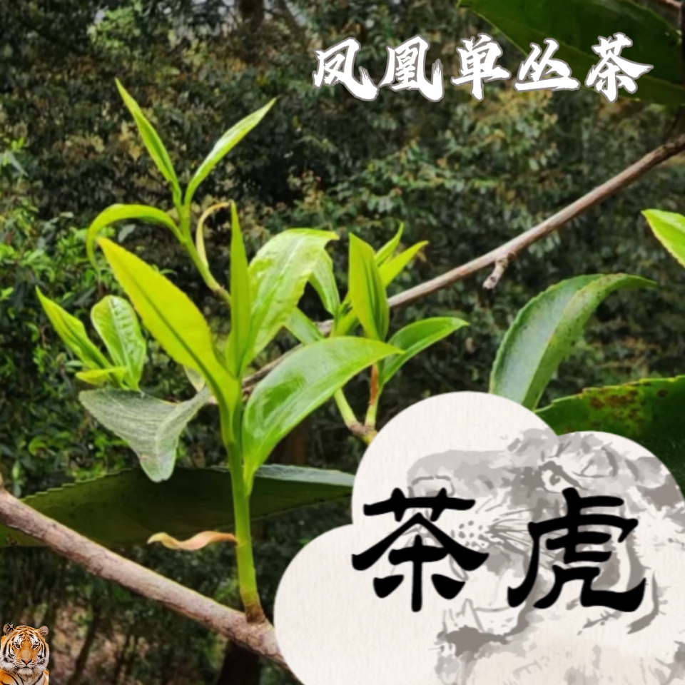 2026茶虎蜜兰香鸭屎香雪春潮州凤凰单丛茶高山茶明前茶冬香