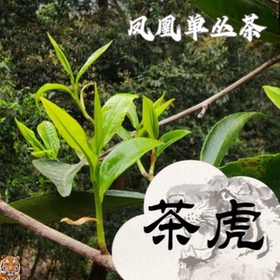 2026茶虎蜜兰香鸭屎香雪春潮州凤凰单丛茶高山茶明前茶冬香