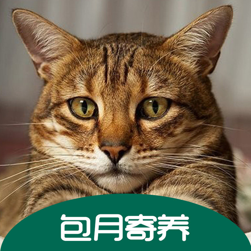 北京通州朝阳燕郊宠物猫咪家庭式寄养/散养/猫少/900包月