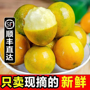 四川脆皮小金桔新鲜蜜金柑融安鲜果金钱桔应当季小金橘子整箱水果