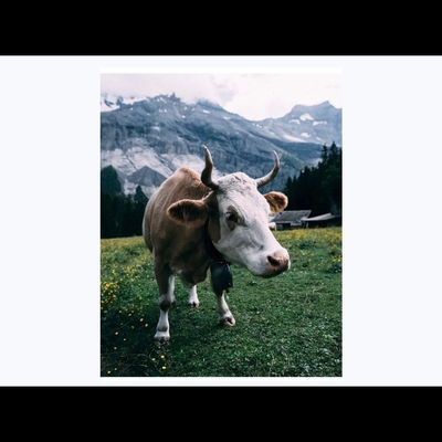 魔术教学 2025中文讲义无道具心灵流程Perplexed 多效果 多震撼