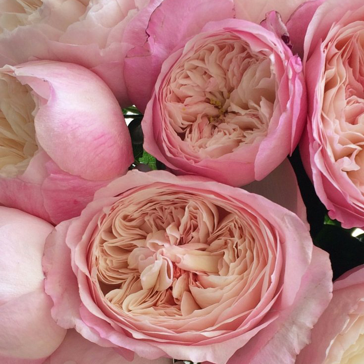 康斯坦茨奥斯汀阳台月季玫瑰浓香