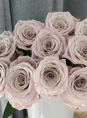 曼塔新品月季灌木复古灰色切花玫瑰苗盆栽阳台花卉四季开室内庭院