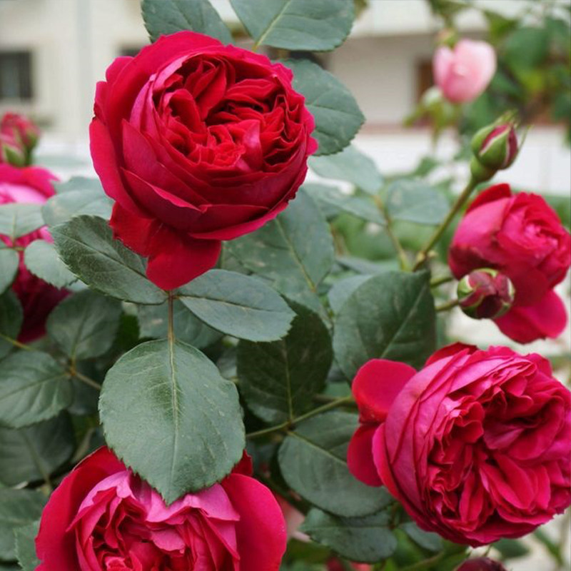 红色龙沙宝石藤本月季花苗红伊甸园浓香四季爬藤耐热抗寒盆栽大苗