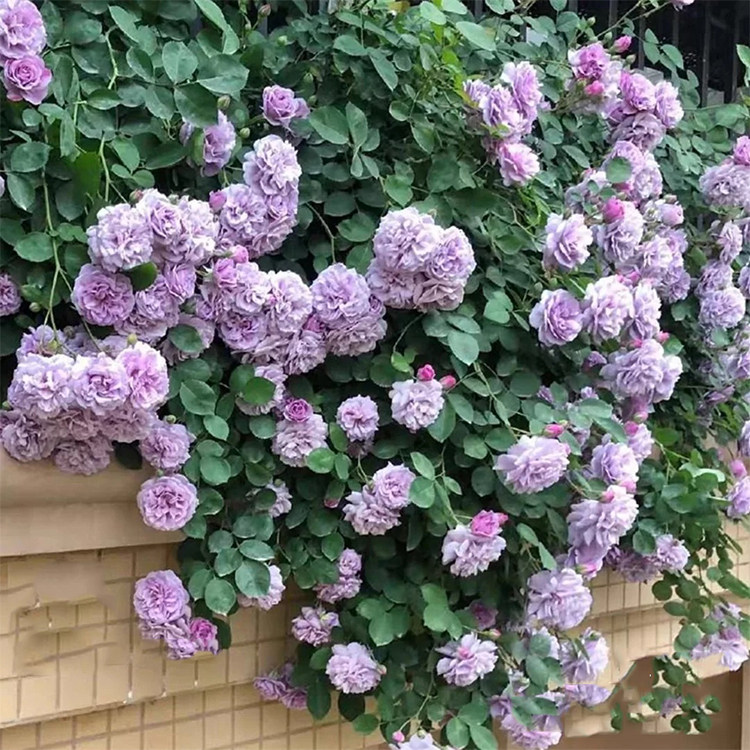 蓝色阴雨爬藤月季四季多头开花紫色藤本庭院地栽花墙欧月蔷薇大苗