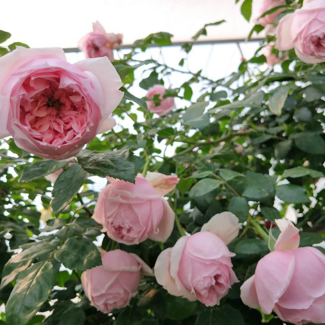 威基伍德月季花苗爬藤大苗奥斯汀粉伍德阳台藤本盆栽花卉大花浓香