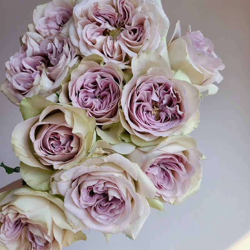 巴黎圣母院月季超新品荷兰vip玫瑰花苗盆栽阳台花卉四季开花