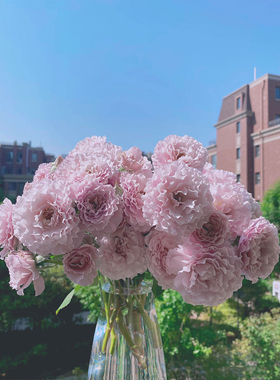 蜻蜓月季紫色波浪边欧月蔷薇玫瑰花苗阳台庭院绿植室内四季开花卉