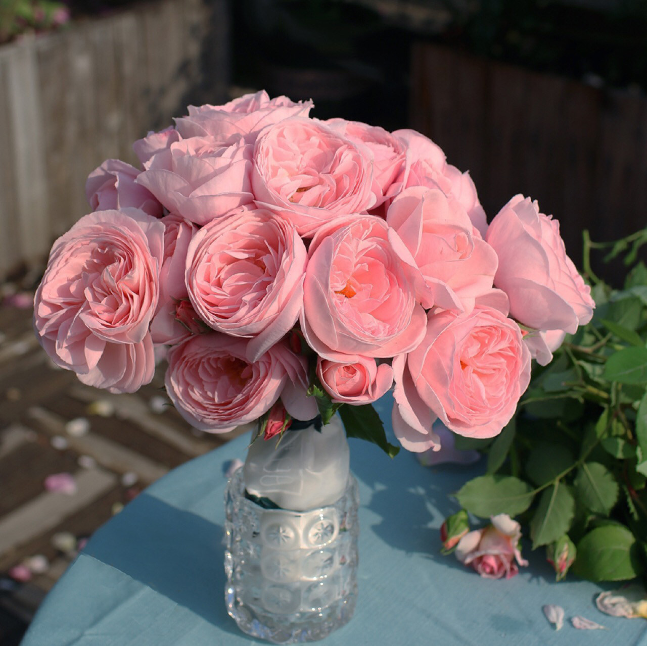 娜荷玛藤本月季大苗欧月浓香四季开花蔷薇爬藤玫瑰花苗娜希玛盆栽