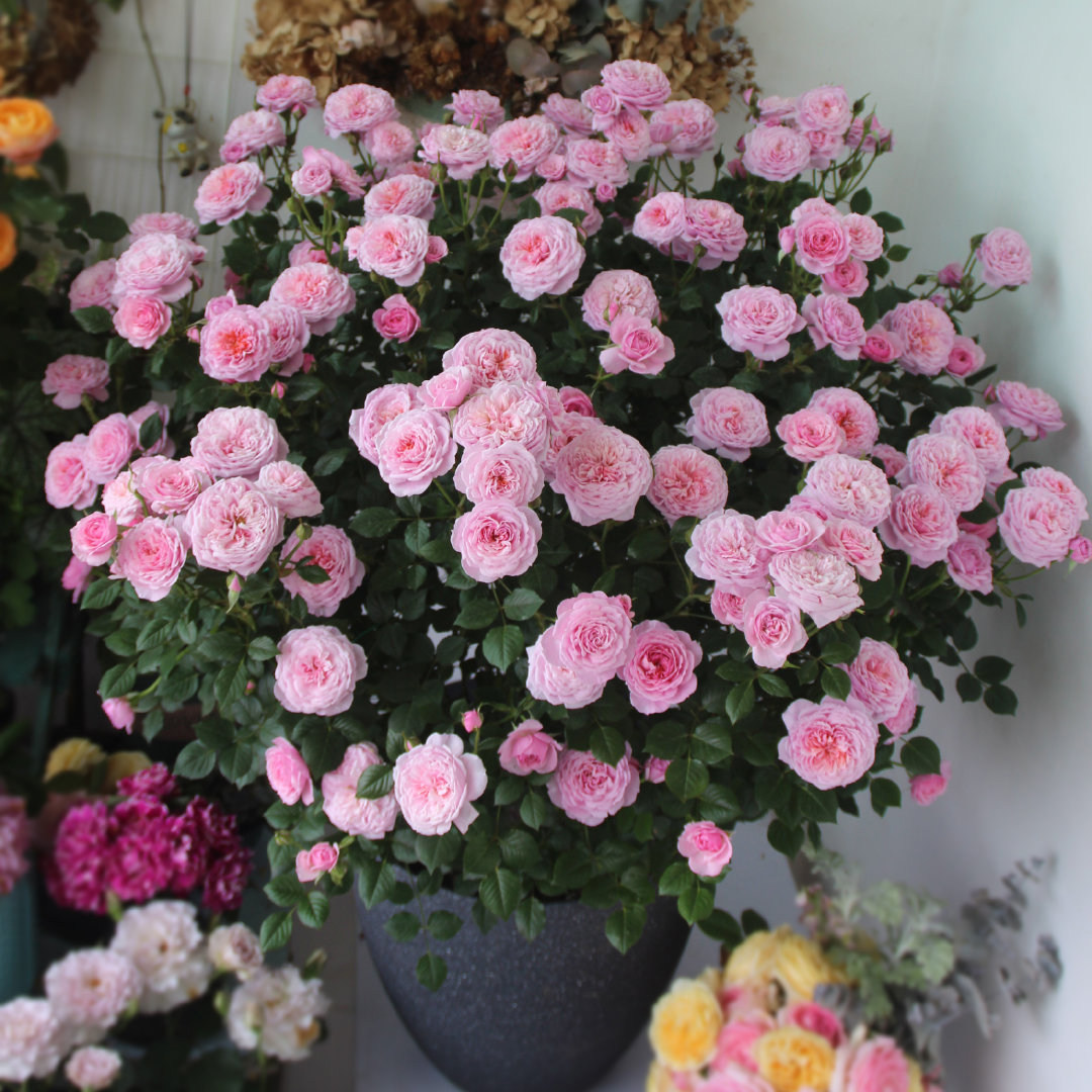 铃之妖精微月阳台欧月季粉色盆栽日系多头四季开花勤中苗带花室内