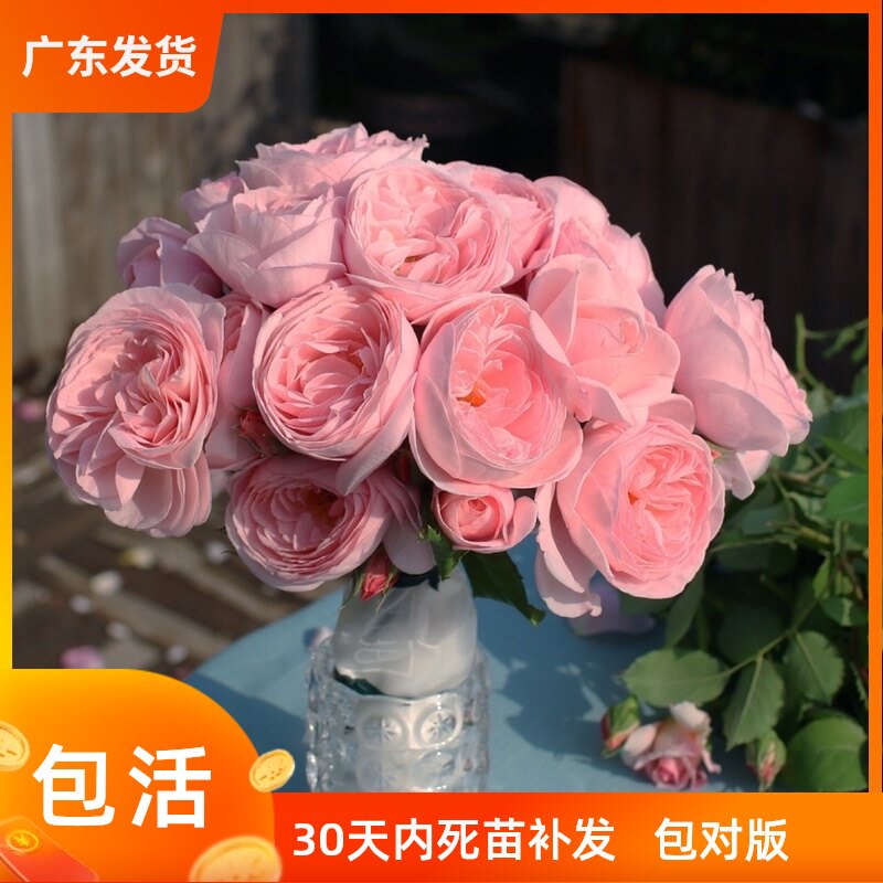 多头玫瑰蔷薇玫瑰花多少钱 多头玫瑰蔷薇玫瑰花优惠券免费领取 有条鱼