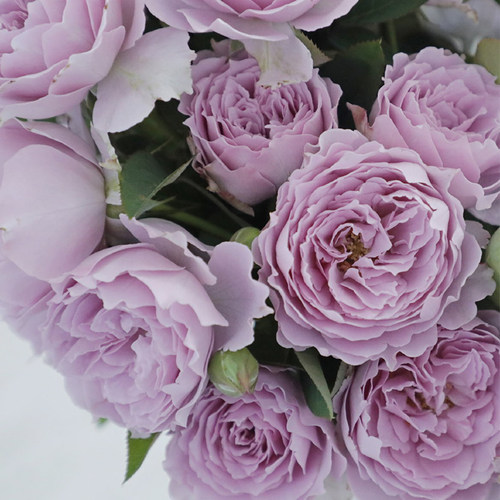 空濛月季多季开阳台抗病勤花