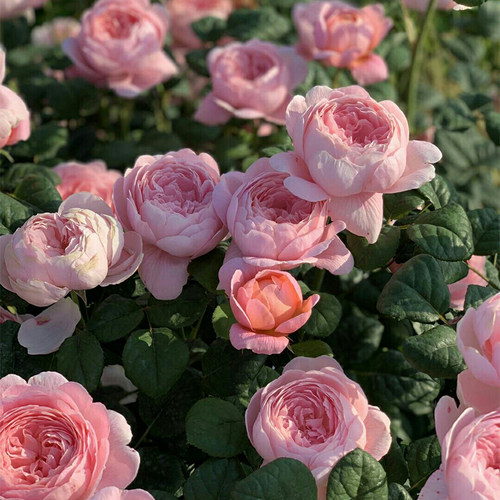 瑞典女王奥斯汀灌木月季庭院