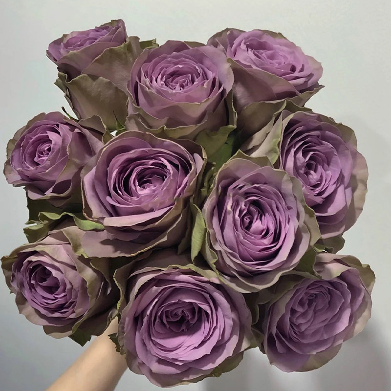 罗马新娘超新品玫瑰紫禁城月季灌木切花苗盆栽阳台花卉四季开大苗