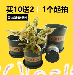 个性 月季 绿萝多肉花盆 加厚加仑盆树脂塑料花盆大号创意 清仓 包邮