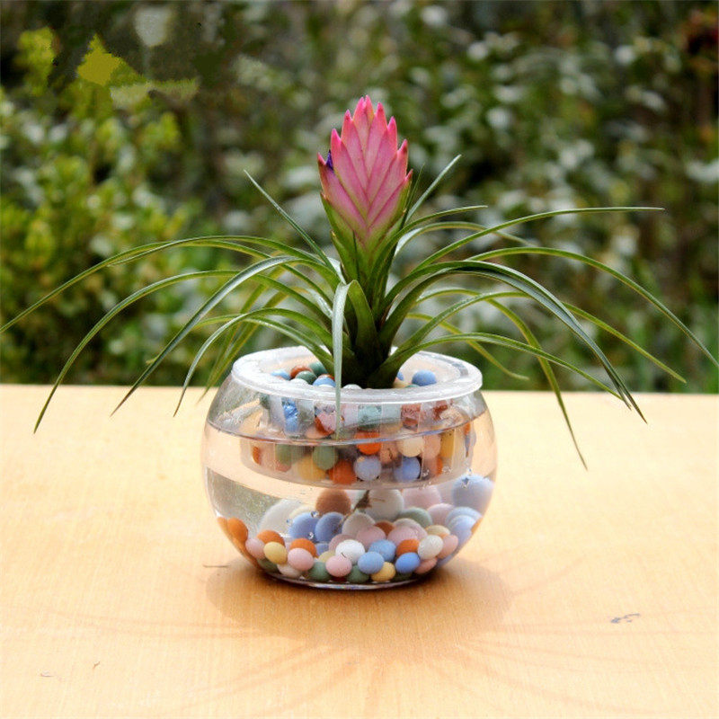 水培植物套装铁兰凤梨花室内水养绿植盆栽花卉净化空气美观包邮