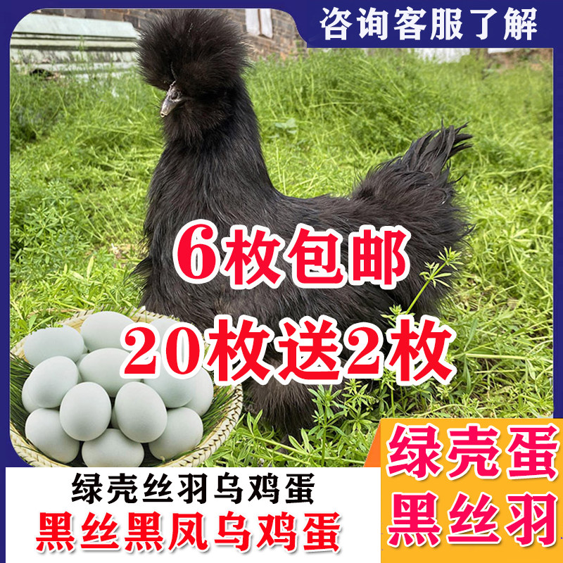 正宗新鲜黑凤黑凤丝羽绿壳乌鸡蛋