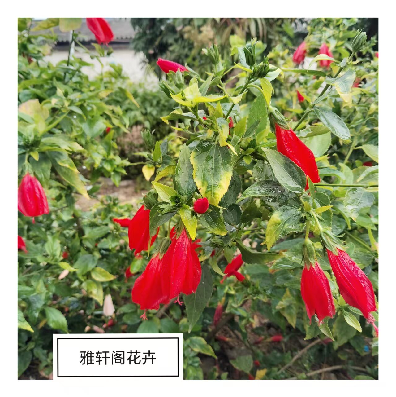 倒吊悬铃花绿篱花卉盆栽大红袍花苗 悬铃花盆景 花型奇 卷玲花