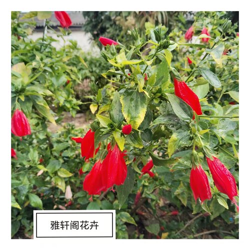 绿植庭院阳台美观绿植