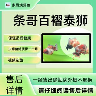 条哥观赏鱼，兰寿泰狮，锦鲤蝴蝶鲤