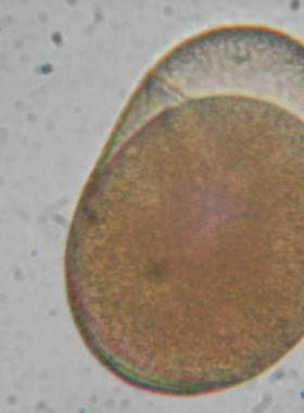 [星星活饵] 褶皱臂尾轮虫休眠卵套装rotifer resting eggs