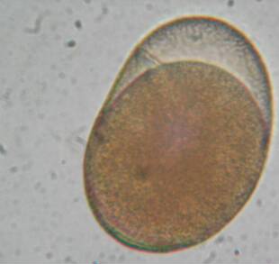 [星星活饵] 褶皱臂尾轮虫休眠卵套装rotifer resting eggs