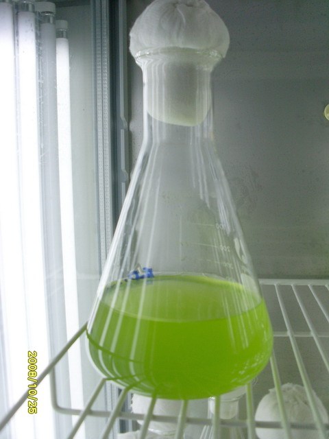 [星星活饵] 淡水小球藻（Chlorella pyrenoidosa）