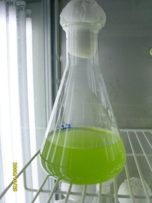 [星星活饵] 淡水小球藻（Chlorella pyrenoidosa）