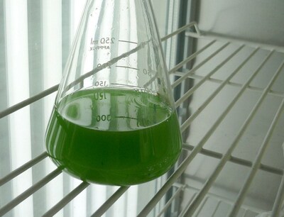 [星星活饵]钝顶螺旋藻(Spiruli