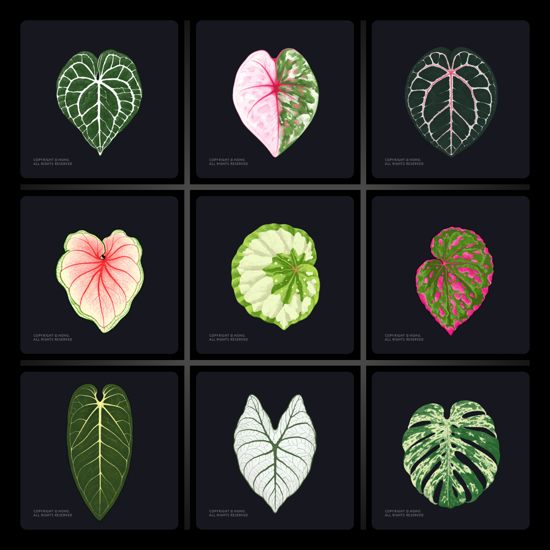 HOHO原创·热植冰箱贴克莱恩花烛彩叶芋秋海棠亚克力磁吸冰箱贴,节庆用品/礼品,文化创意冰箱贴,淘宝优惠券,粉丝福利购,淘宝优惠卷