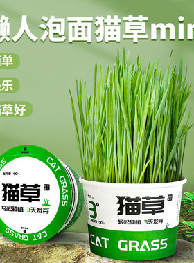 懒人泡面猫草盆栽猫草无土水培
