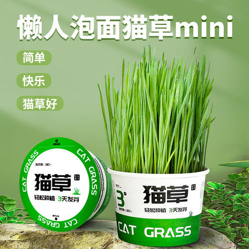 懒人泡面猫草盆栽猫草无土水培