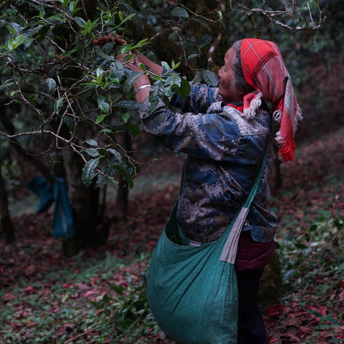 手工茶古树茶散茶50克装