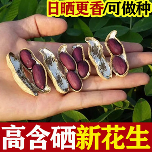 带壳黑花生生的大粒高产新鲜富硒可做种子紫皮彩色落生山东薄皮