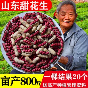 带壳红皮小粒多籽种子薄皮高产生的薄皮红衣新三四粒红花生带壳