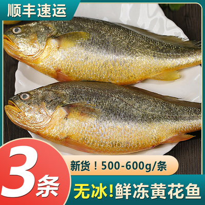 大黄鱼3条黄花鱼海鱼新鲜冷冻海鲜水产鲜活鱼类生鲜深海整箱包邮