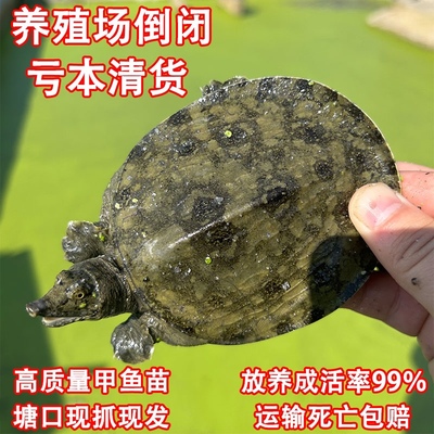 大规格甲鱼苗外塘中华鳖池塘放养