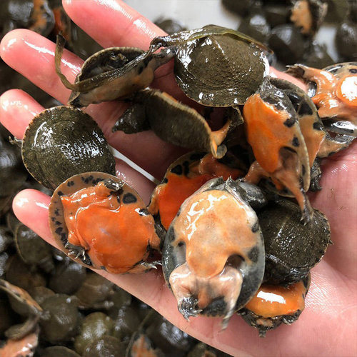 甲鱼苗活体外塘生态养殖王八中华