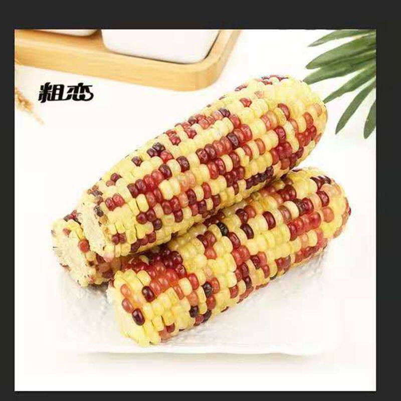 2026年新香玉东北特产粗恋吉新鲜玉米