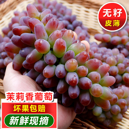 顺丰云南茉莉香葡萄新鲜现摘