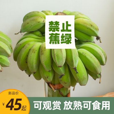 禁止蕉绿！水培香蕉芭蕉 苹果蕉品种小个头可食用绿植 等一味